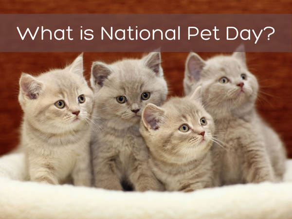 What is National Pet Day? - The Outback Series