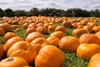 field of pumpkins